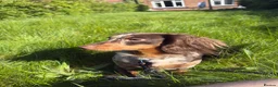 Miniature Dachshund dogs for sale: Lovely Tan Dapple, Miniature Dachshund, F, REHOME - Advert 6