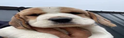 Beagle dogs for sale: kc reg pups ready NOVEMBER  - Advert 10