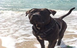 Presa Canario dogs for stud: Perro de Presa Canario for stud  - Image 10