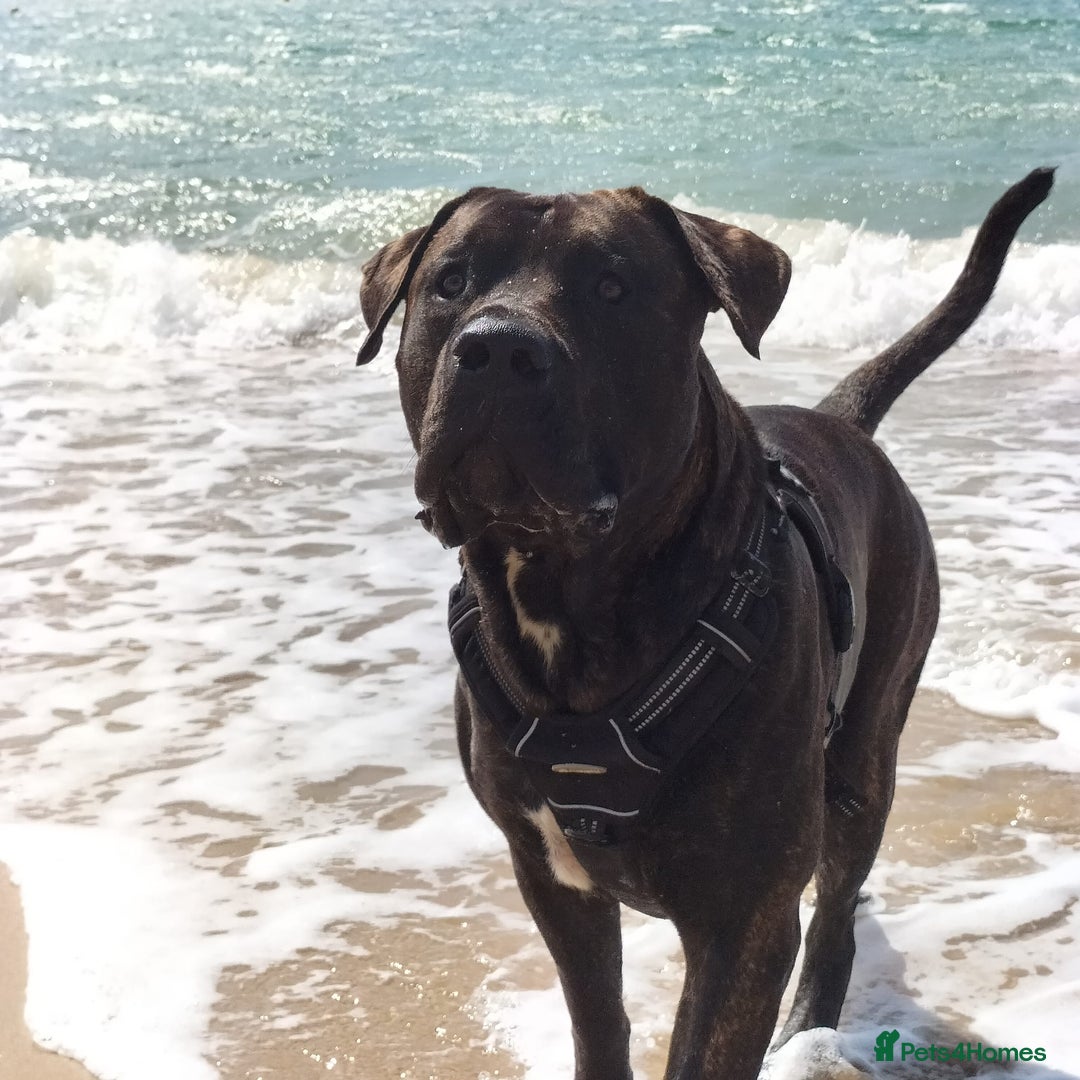 Presa Canario dogs for stud: Perro de Presa Canario for stud  - Image 10