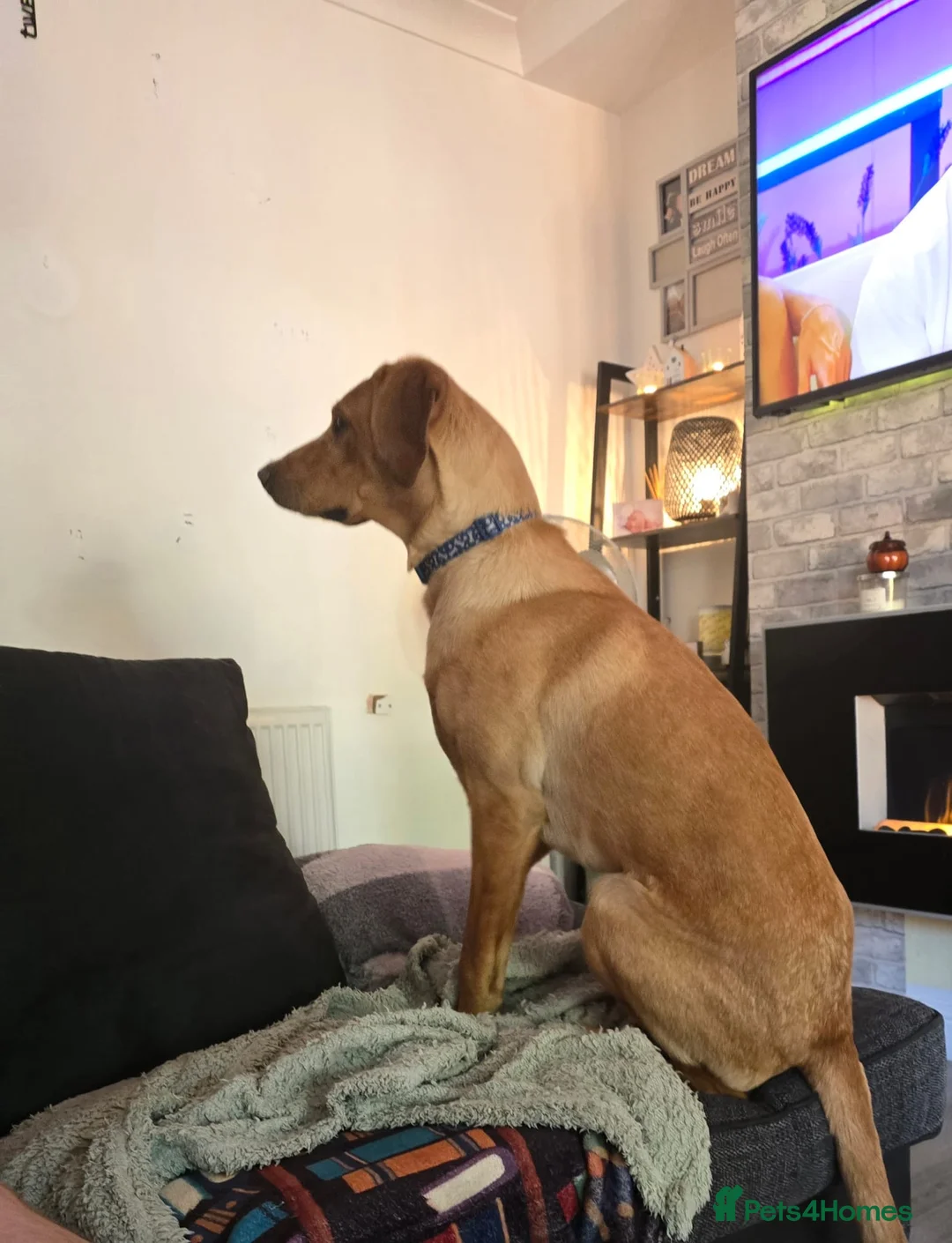 Labrador Retriever dogs for sale: Ted looking for his forever home  - Advert 1