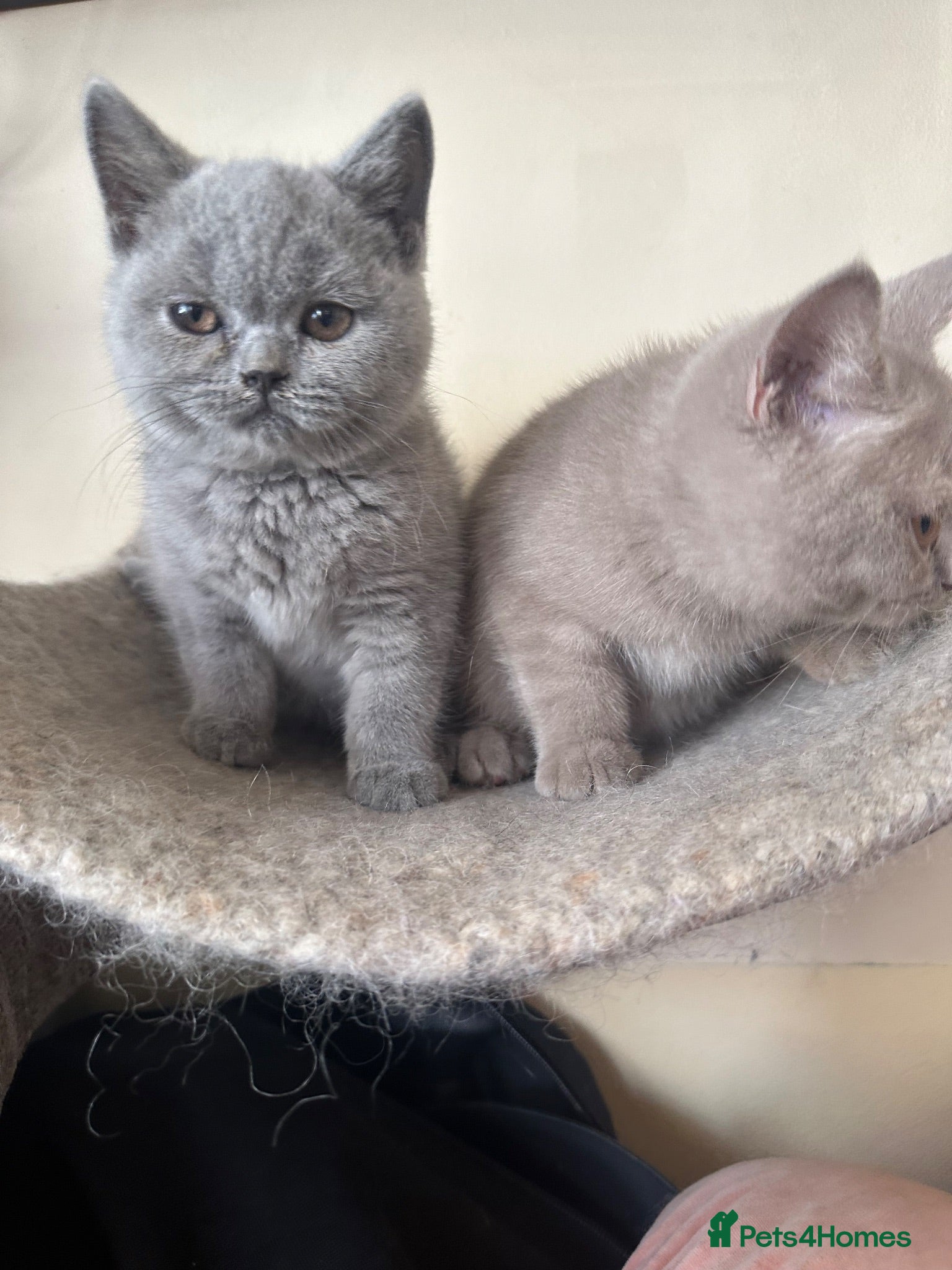British Shorthair cats British Shorthair GCCF-registered Kittens  - Advert 1
