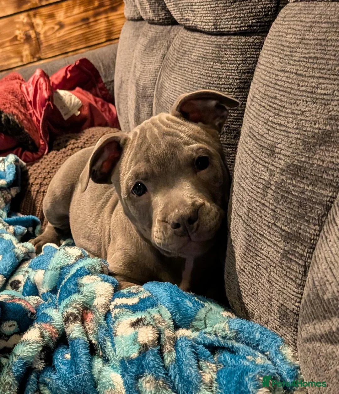 Staffordshire Bull Terrier dogs for sale: Blue staffordshire bull terrier  - Advert 1