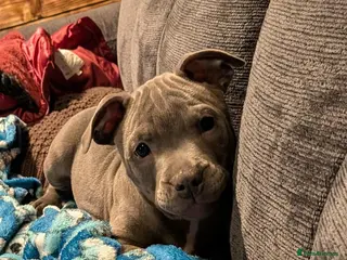 Staffordshire Bull Terrier dogs Blue staffordshire bull terrier - Advert 3