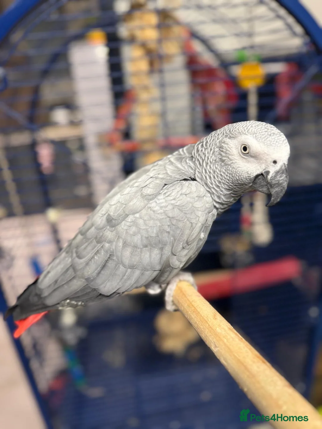 Parrots birds for sale: African Grey Parrot in Reading - Advert 4