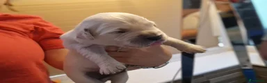 Golden Retriever 6