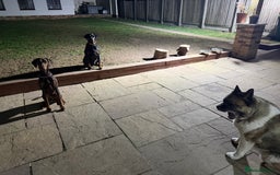 Dobermann dogs for sale: Dobermann female 1yo for rehome - Image 4