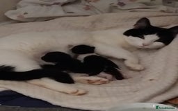 British Longhair cats for sale: Big boy - Image 6
