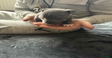 Staffordshire Bull Terrier dogs Blue staffordshire bull terrier pups - Advert 3