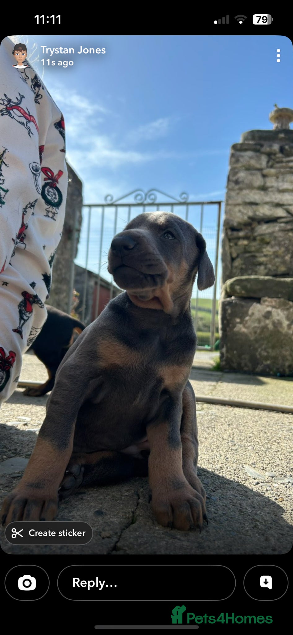 Dobermann dogs STUNNING Dobermann puppies for sale  - Advert 2