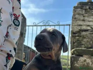 Dobermann dogs STUNNING Dobermann puppies for sale - Advert 2