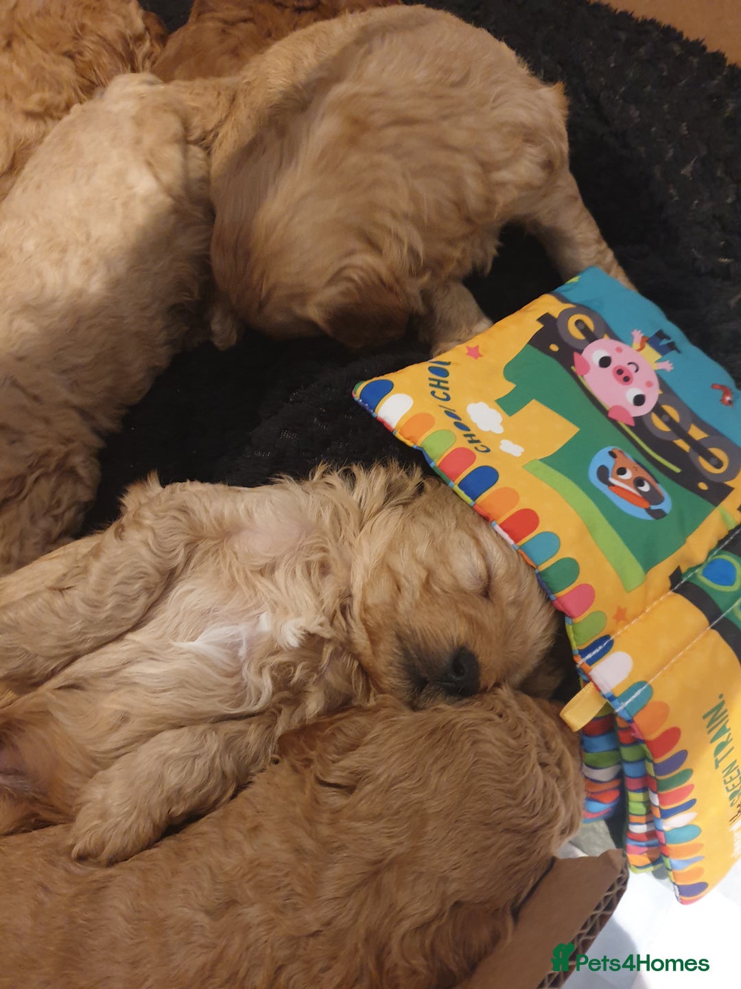 Cockapoo dogs for sale: Amazing miniature F1b cockapoo  - Advert 11