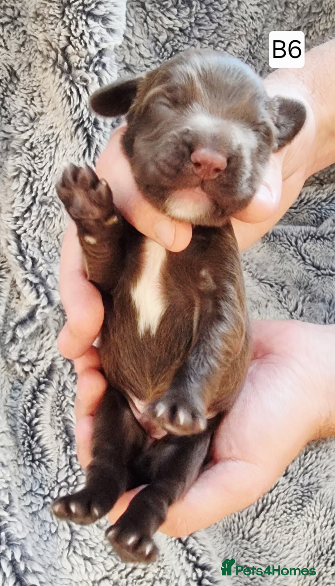 Cocker Spaniel dogs for sale: Stunning Working Cocker Spaniel Pups F1B  - Image 22