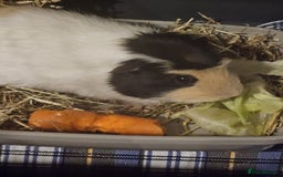 Guinea Pig rodents for sale: 2 x male guinea pigs  - Image 3