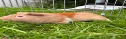 Guinea Pig rodents for sale: Male guinea pig for sale  - Advert 2