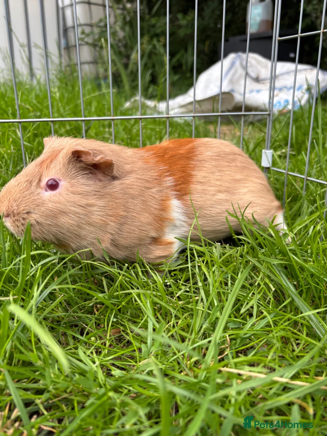 Guinea Pig rodents for sale: Male guinea pig for sale  - Advert 2