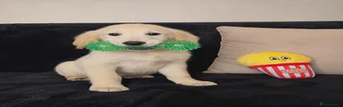 Jupiter Puppy 1