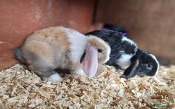 Mini Lop rabbits for sale: Beautiful mix litter very friendly bunnys - Image 8