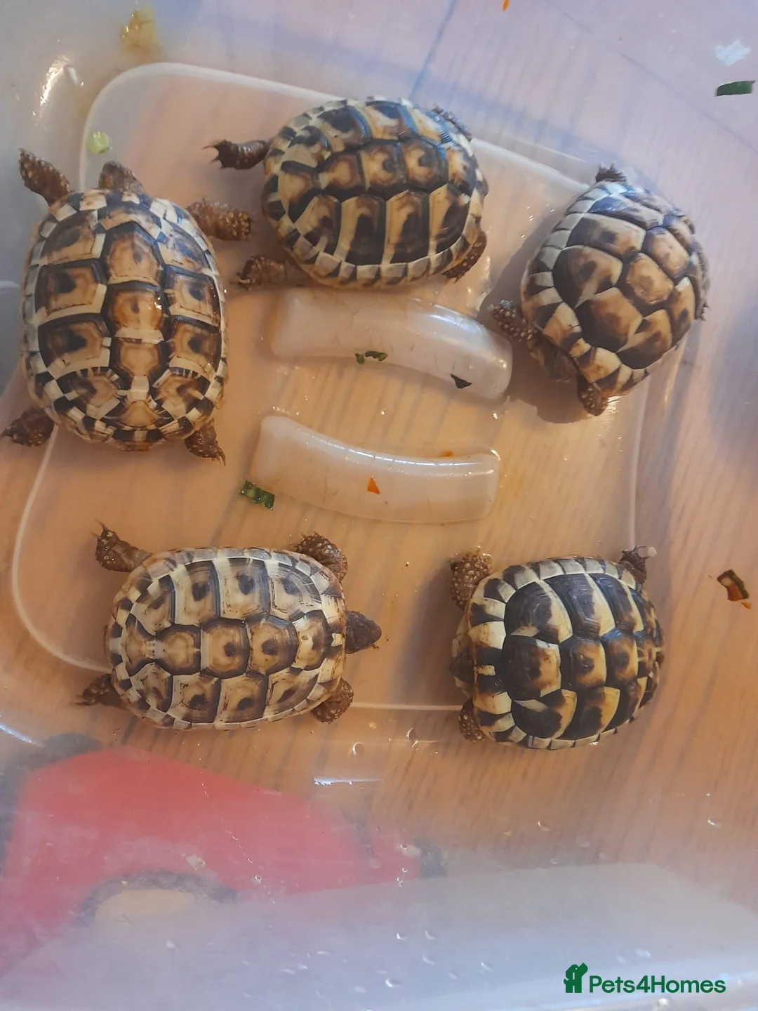 Hermann Tortoise reptiles for sale: Baby Herman tortoises - Advert 2