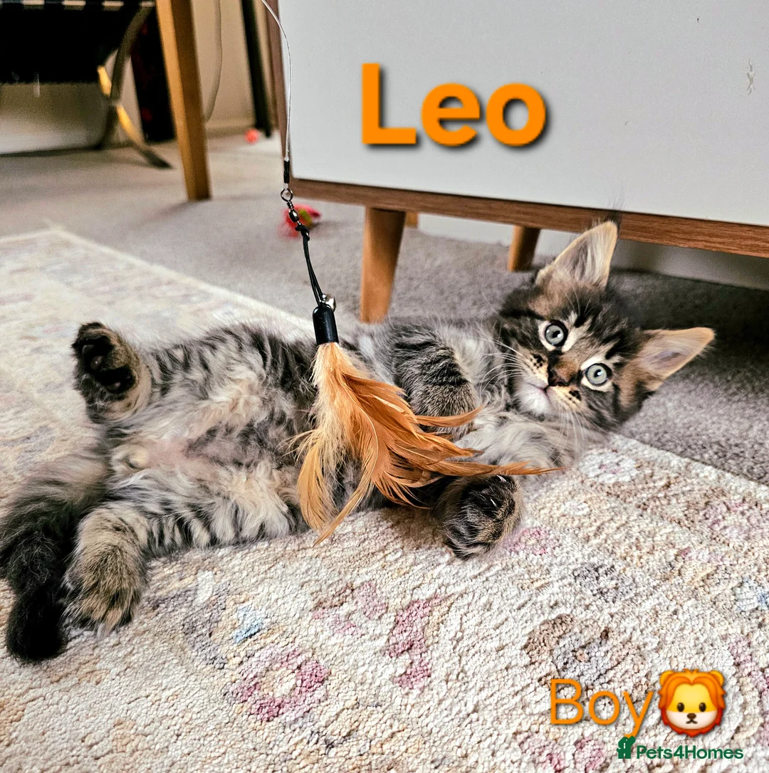 Maine Coon cats for sale: 🐈 Gorgeous Maine Coon Kittens Ready for new homes - Advert 3