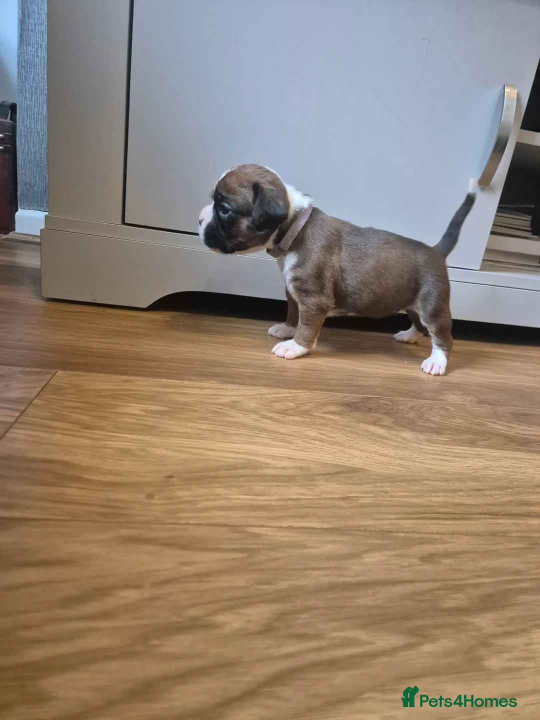 Boxer dogs for sale: STUNNING KC BOXER PUPPIES WITH CHAMPION BLOODLINES - Advert 8