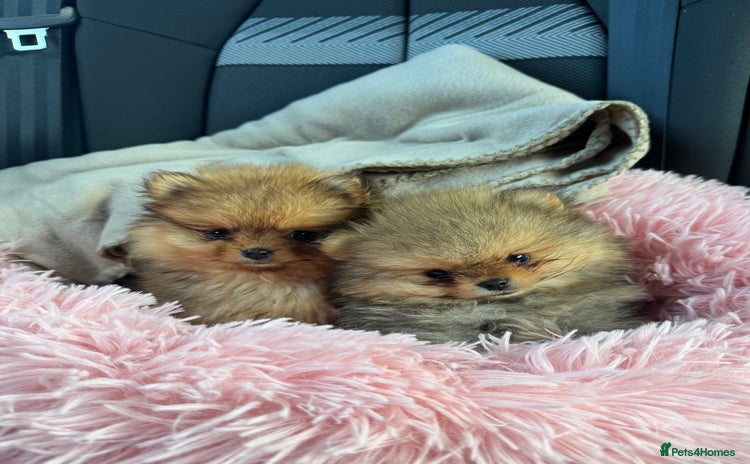 Pomeranian dogs - Advert 11