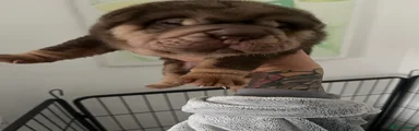 Shar Pei 1