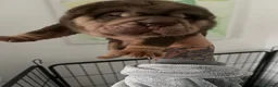 Shar Pei dogs for sale: Shar pei puppys  - Advert 11