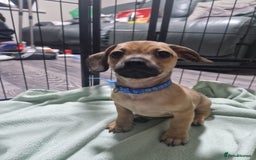 Mixed Breed dogs for sale: Dachshund X Pug - Image 4