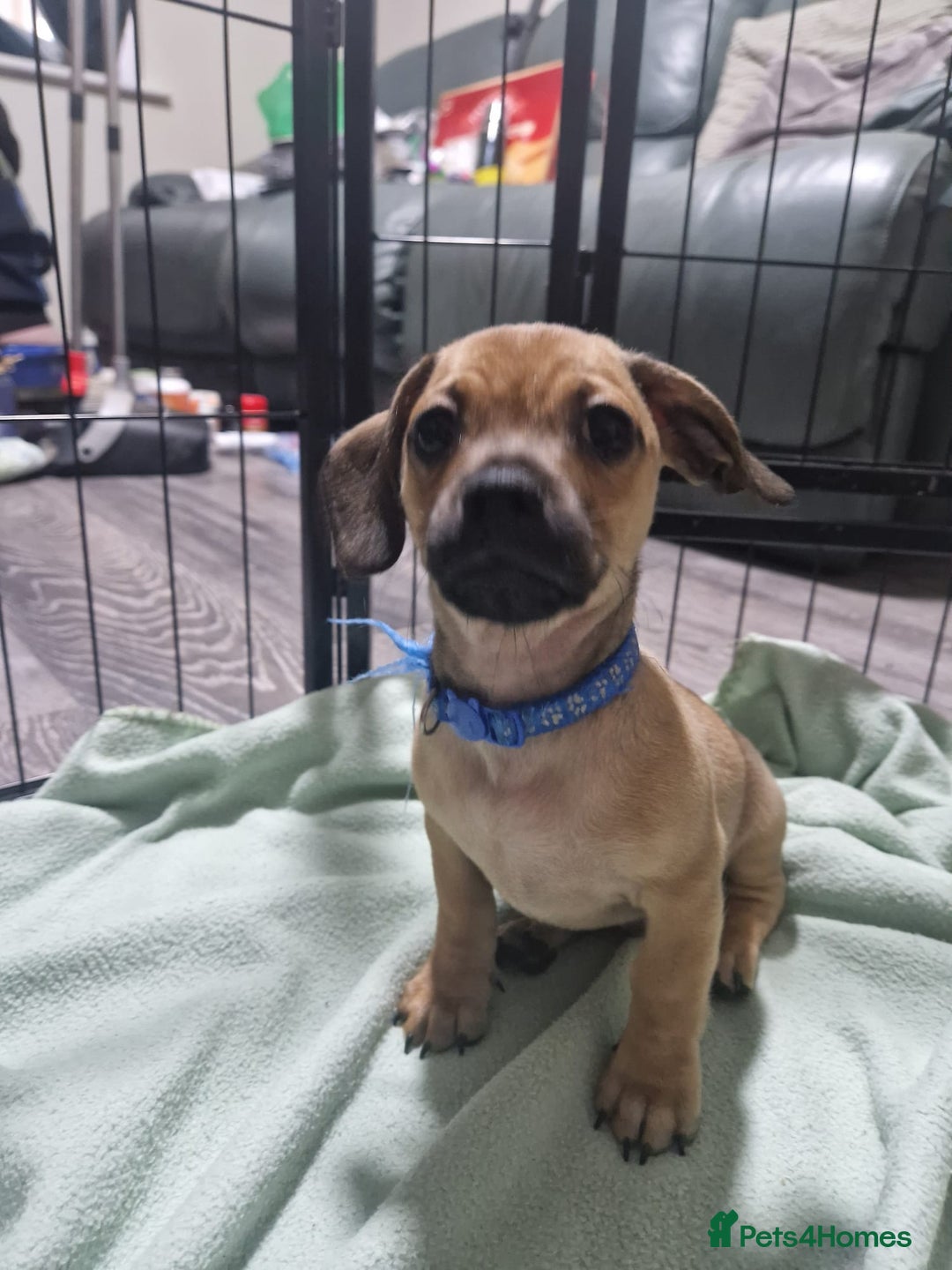 Mixed Breed dogs for sale: Dachshund X Pug - Image 4