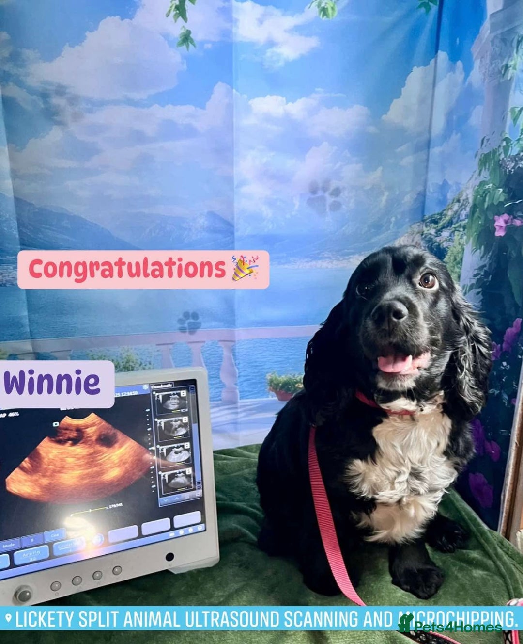 Cocker Spaniel dogs for sale: Show-type cocker spaniels - Image 5