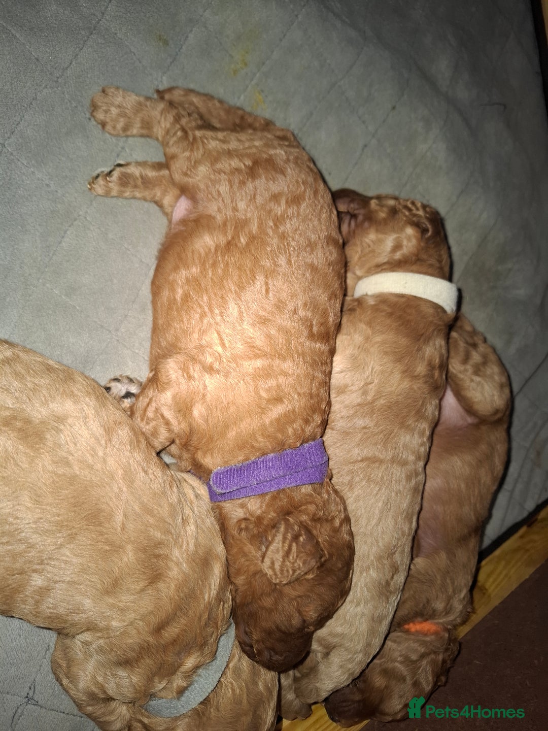 Cavapoo dogs for sale: Cavapoo - Image 3