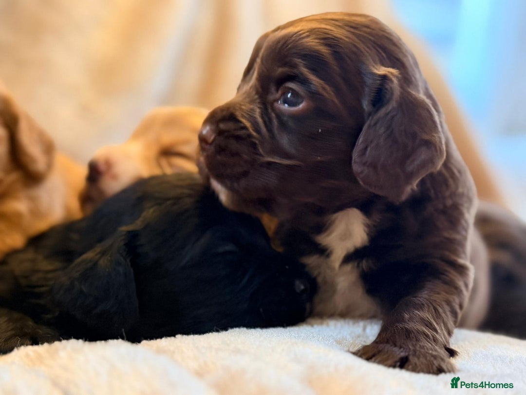 Cocker Spaniel dogs for sale: Gorgeous litter of working cocker spaniel puppies - Advert 4