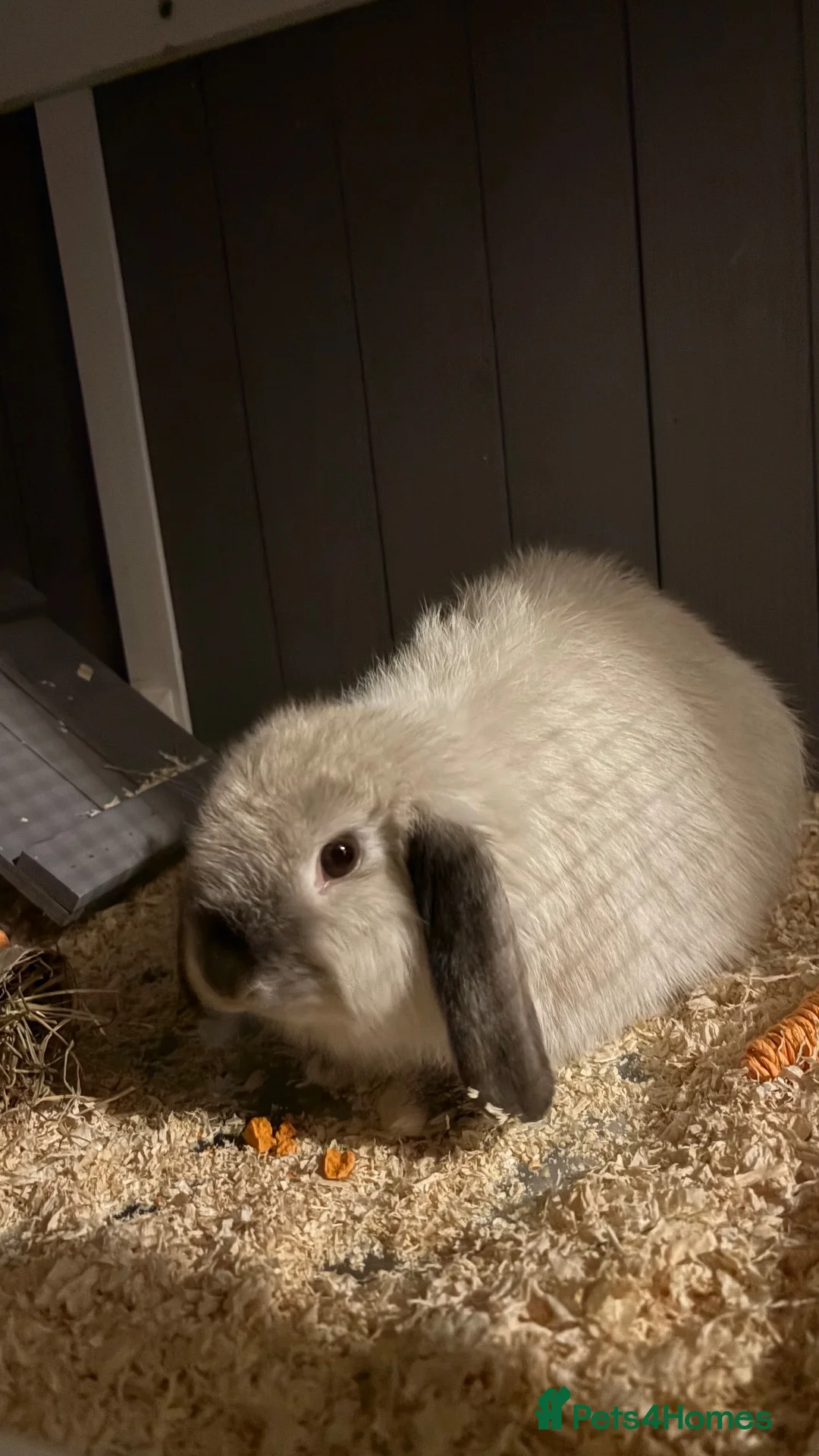 Mixed Breed rabbits for sale: Baby rabbit female  - Advert 2