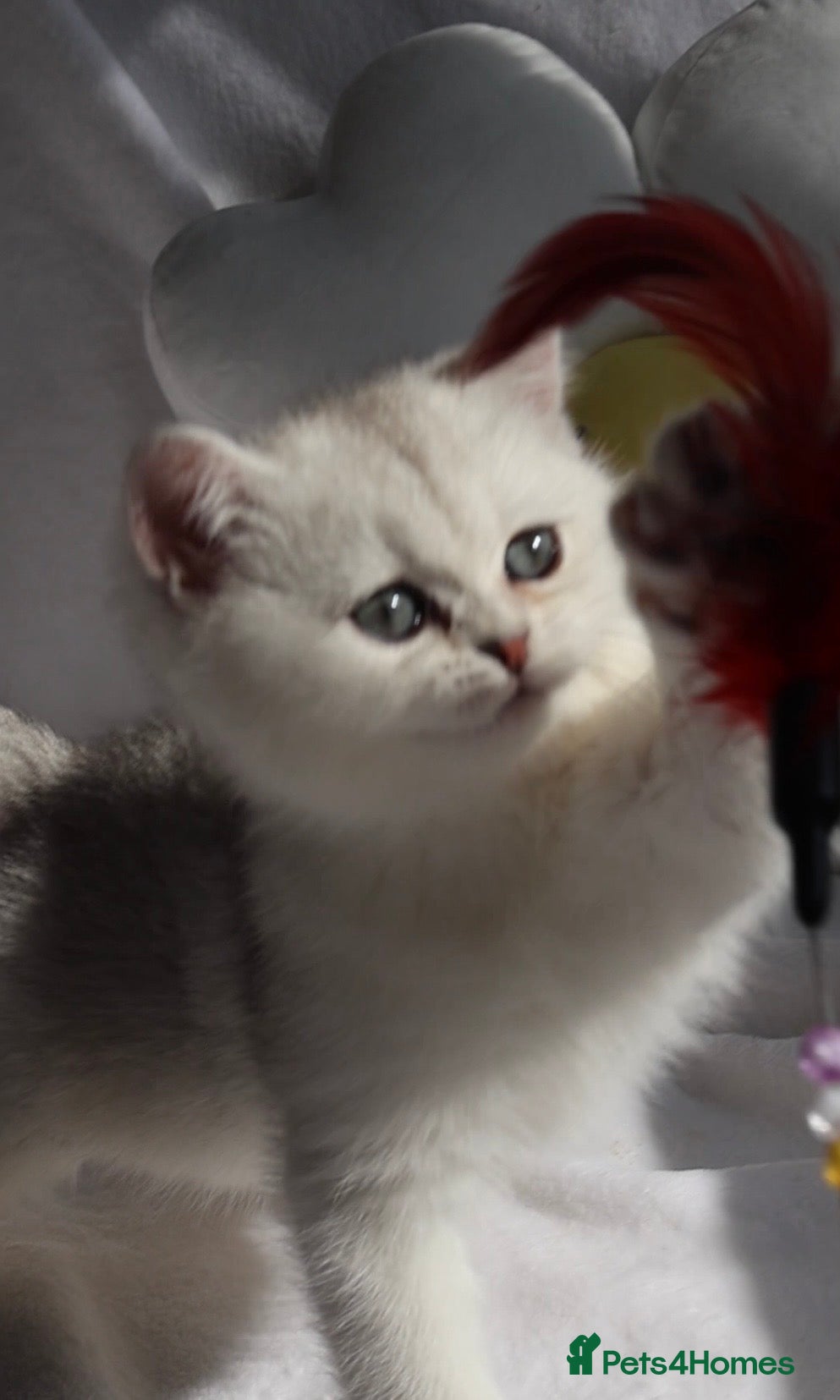British Shorthair cats ✨Last Golden/Silver British Shorthair ready now‼️ - Advert 2