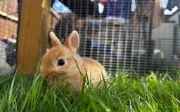 Netherland Dwarf rabbits for sale: Pure neverland dwarfs  - Image 4
