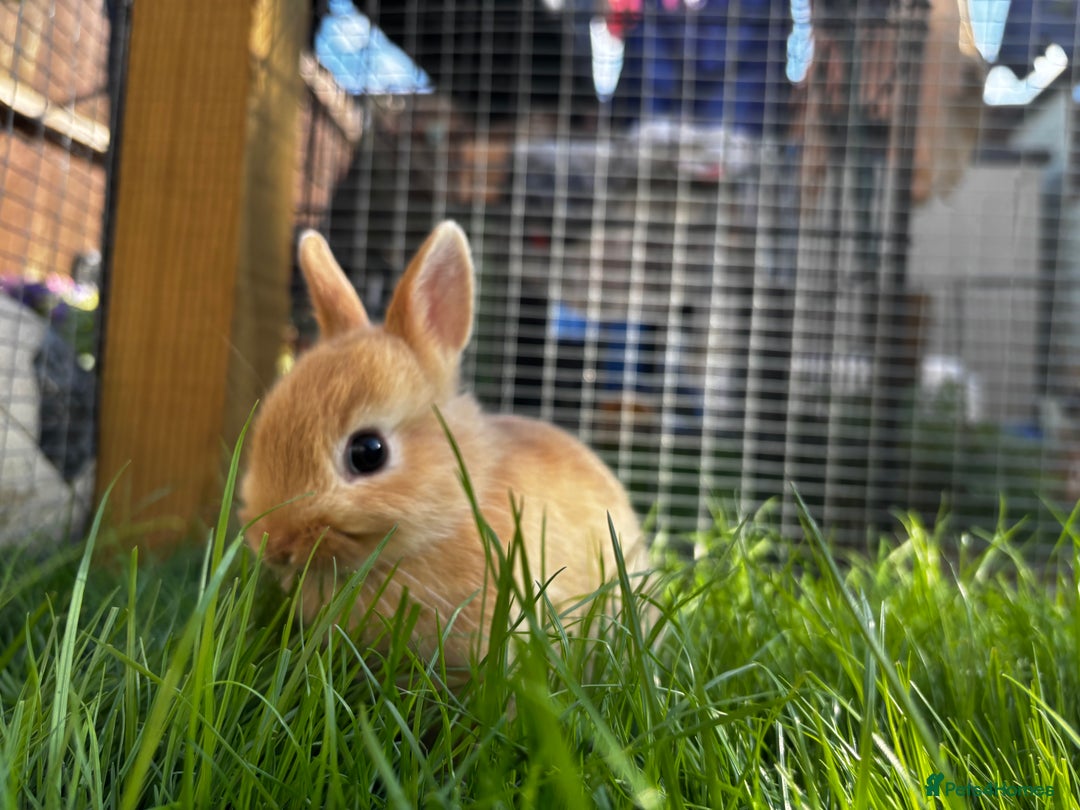 Netherland Dwarf rabbits for sale: Pure neverland dwarfs  - Image 4