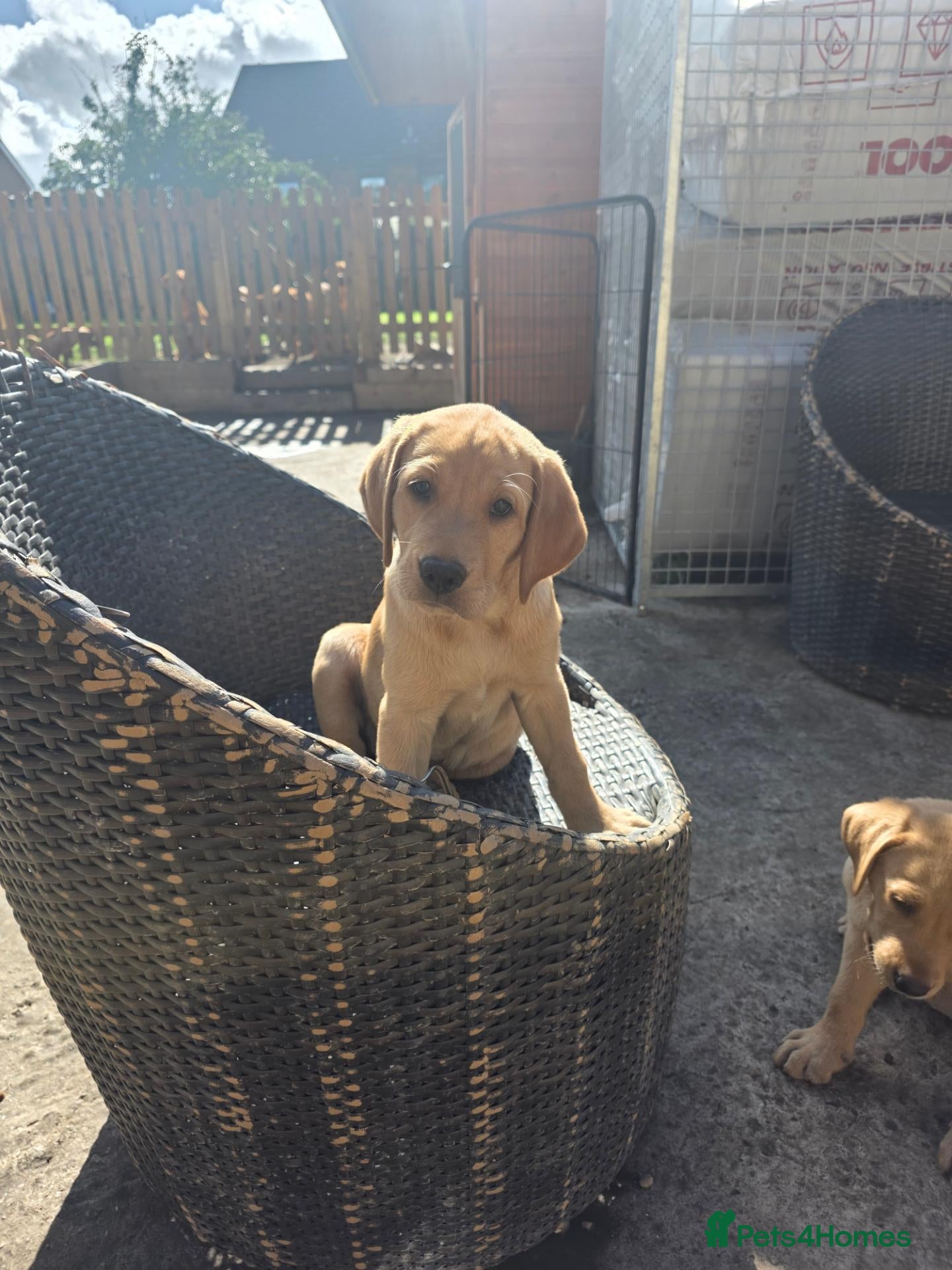 Labrador Retriever dogs KC REG, EHANCED HEALTH TESTED, RED & YELLOW LABS - Advert 2
