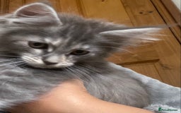 Maine Coon cats for sale: Ready Now  - Image 7