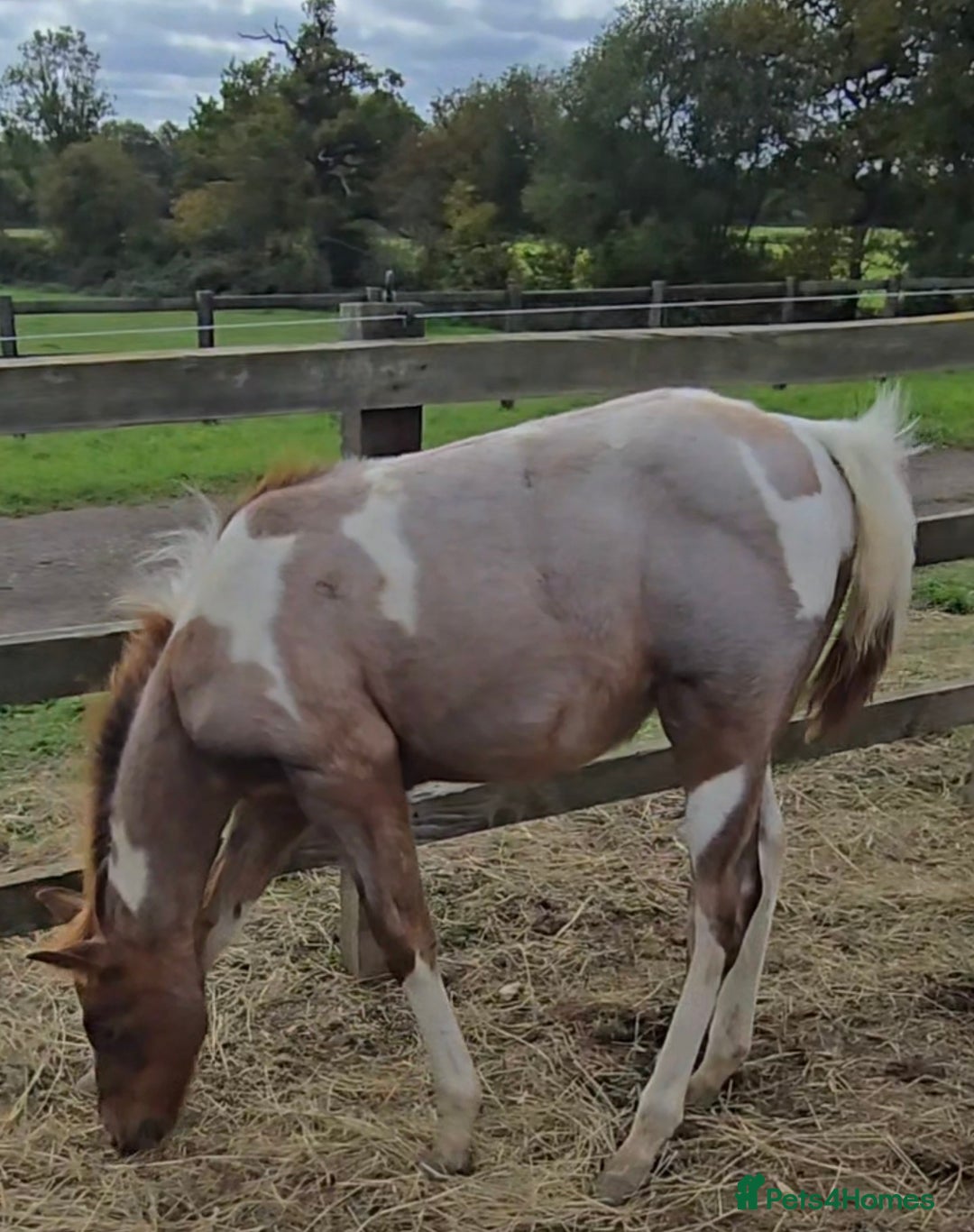 Paint horses for sale: Red Roan American Paint filly - Image 3