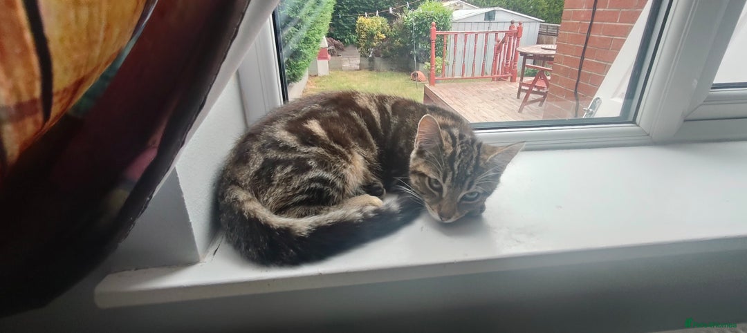 Mixed Breed cats for sale: Two lovely boy kittens looking for forever home  - Image 1