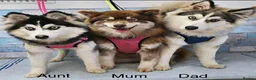 Pomsky dogs for sale: Ready 3rd June Pomsky puppies  - Advert 4
