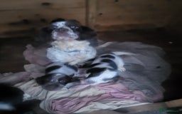 Cocker Spaniel dogs for sale: Cocker spaniel puppies  - Image 11