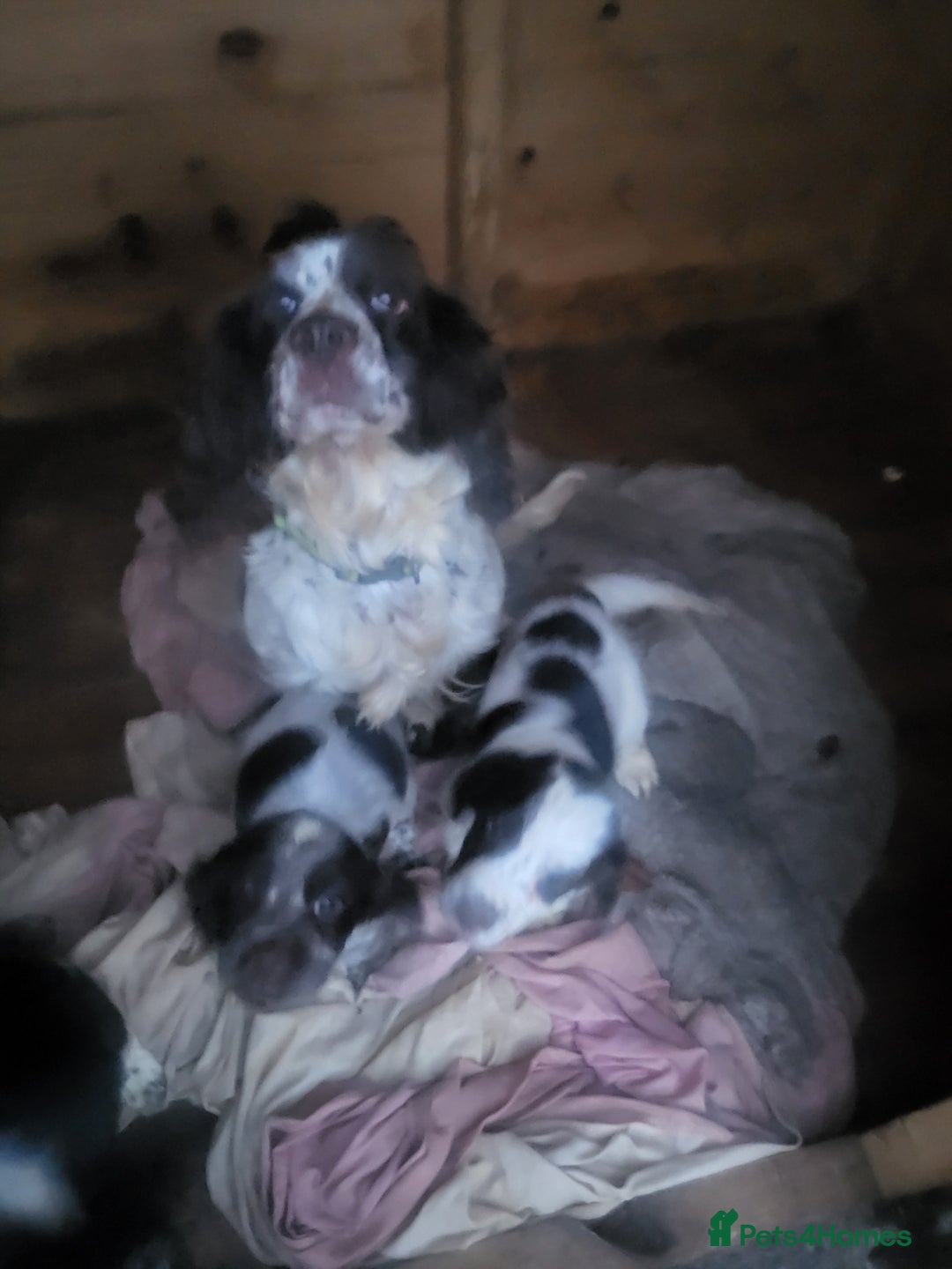 Cocker Spaniel dogs for sale: Cocker spaniel puppies  - Image 11
