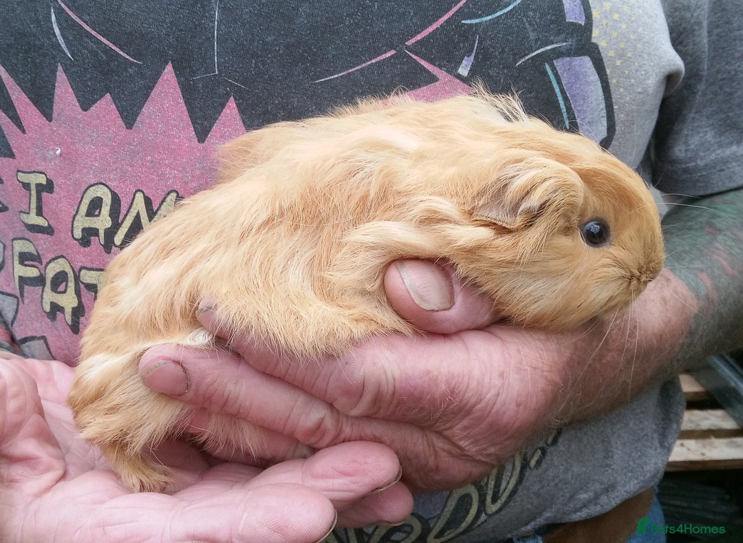 Guinea Pig rodents for sale: Long coated Guinea pigs  - Image 2