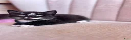 British Shorthair cats for sale: British Shorthair Ragdoll Kittens - Advert 10