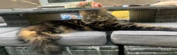 Mixed Breed cats for sale: Lovely tabby girl  - Advert 3