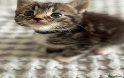 Maine Coon cats for sale: 🌟Adorable kittens now ready 4 forever home🌟 - Image 29