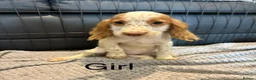 Cocker Spaniel dogs for sale: Cocker Spaniel Puppies Ready Now - Advert 6