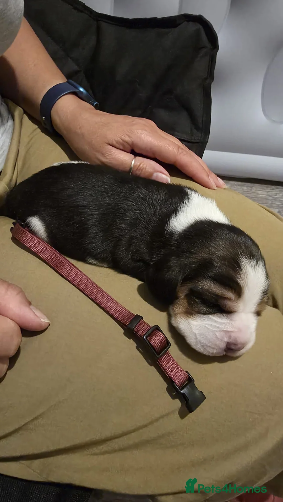 Beagle dogs for sale: RKC Registered Puppies for Sale - Advert 2